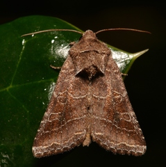 Lacinipolia erecta