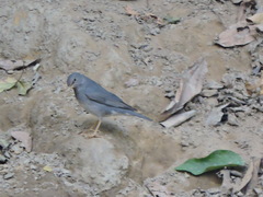 Tickell's Thrush photo 2