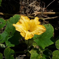 Cucurbita maxima