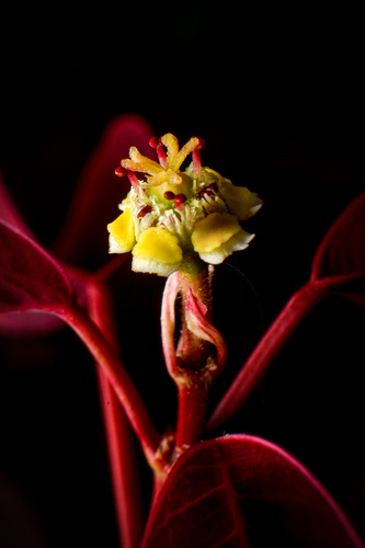 Mexican shrubby spurge