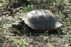 Chelonoidis niger vandenburghi