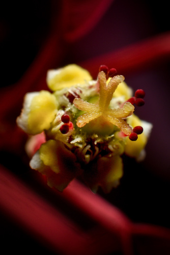 Mexican shrubby spurge