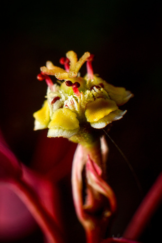 Mexican shrubby spurge
