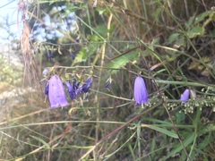 Adenophora polyantha