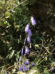 Adenophora polyantha