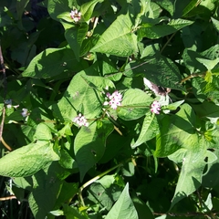 Persicaria thunbergii