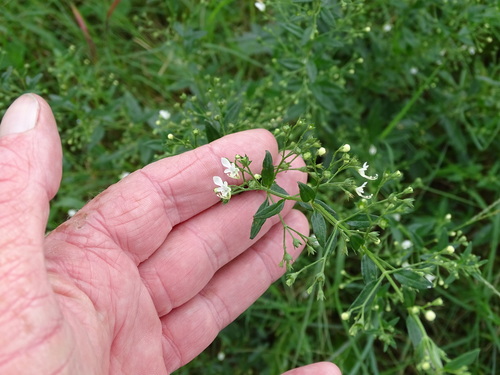 Image of Teucrium kraussii by (c) Shaun Swanepoel, some rights reserved (CC BY)