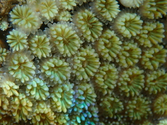 Galaxea fascicularis