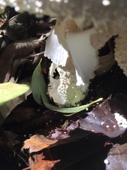 Amanita virgineoides