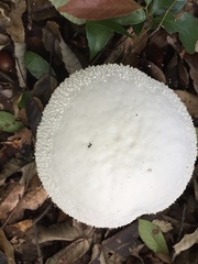 Amanita virgineoides