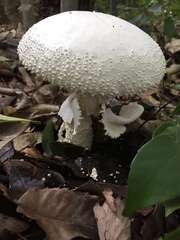 Amanita virgineoides