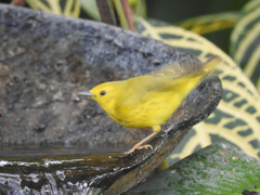 Setophaga petechia image