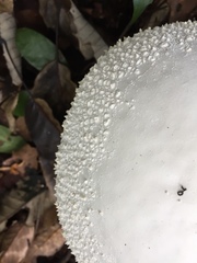 Amanita virgineoides