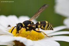 Antepipona orbitalis