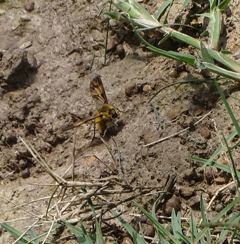Orange Bee fly