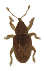 Peristoreus fulvus