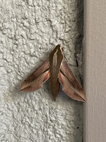 Swinhoe's Striated Hawkmoth photo 3