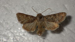 Hadena tephroleuca