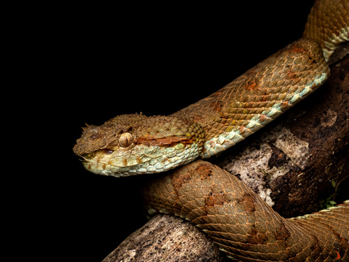 Blotched Palm-pitviper