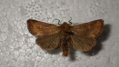 Eriopygodes imbecilla