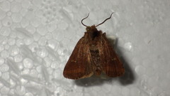 Eriopygodes imbecilla