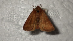 Eriopygodes imbecilla