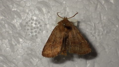 Eriopygodes imbecilla