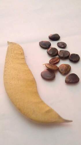 yellow bird-of-paradise shrub