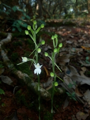 Habenaria plantaginea