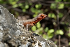 Microlophus albemarlensis