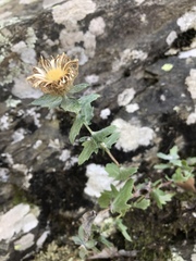 Centaurea pectinata