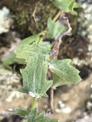Centaurea pectinata