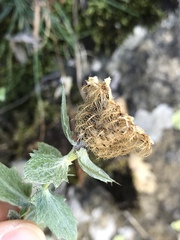 Centaurea pectinata