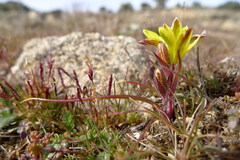 Gagea bohemica