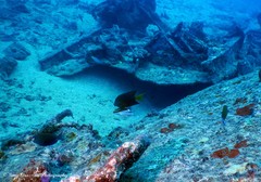 Ctenochaetus binotatus