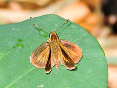 Synapte pecta