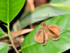Synapte pecta