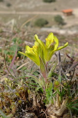 Gagea bohemica