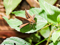 Synapte pecta