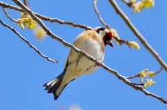 Carduelis carduelis britannica