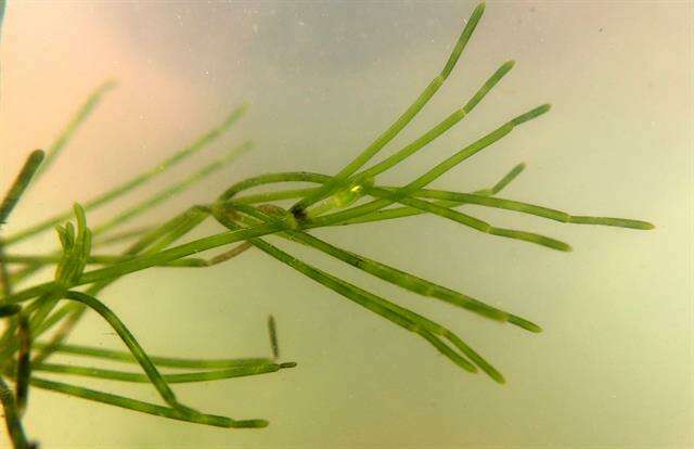 Chara (alga) - Wikipedia