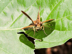 Synapte pecta