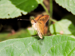 Synapte pecta