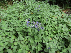 Nepeta racemosa