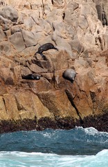Arctocephalus forsteri