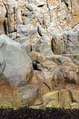 Arctocephalus forsteri