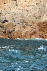 Arctocephalus forsteri
