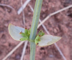 Viscum rotundifolium