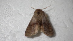 Orthosia opima