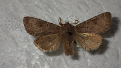 Orthosia populeti